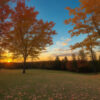 夕暮れの広場に立つ紅葉したもみじの木と地面に散った落ち葉。 / A maple tree with autumn foliage standing in a field at sunset, with fallen leaves on the ground.