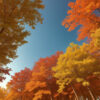赤や黄に染まったもみじやイチョウの木々が空を覆う美しい紅葉風景。 / A vivid autumn scene with maple and ginkgo trees painted in red and yellow beneath a clear blue sky.