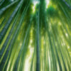 見上げるほど高く伸びた竹が光を受けて輝く、幻想的な竹林の景色。 / A dreamy bamboo forest with towering stalks glowing in the dappled light above.