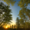 春夏の柔らかな光が差し込む若葉に包まれた明るい森林の風景。 / A bright forest scene with fresh green leaves bathed in gentle spring-summer sunlight.
